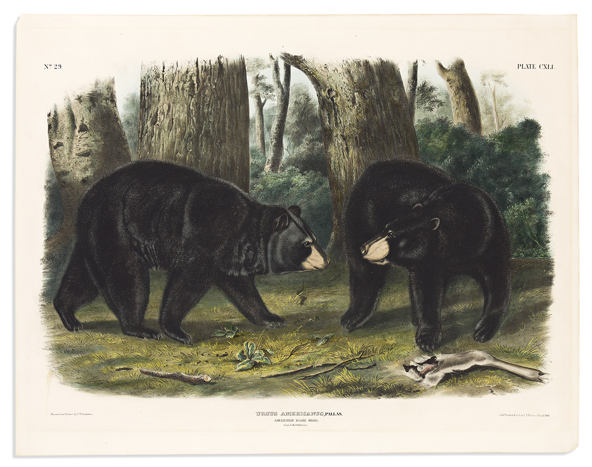 AUDUBON, JOHN WOODHOUSE. American Black Bear. Plate CXLI.
